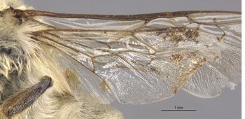 Media type: image;   Entomology 17205 Aspect: Wing hind